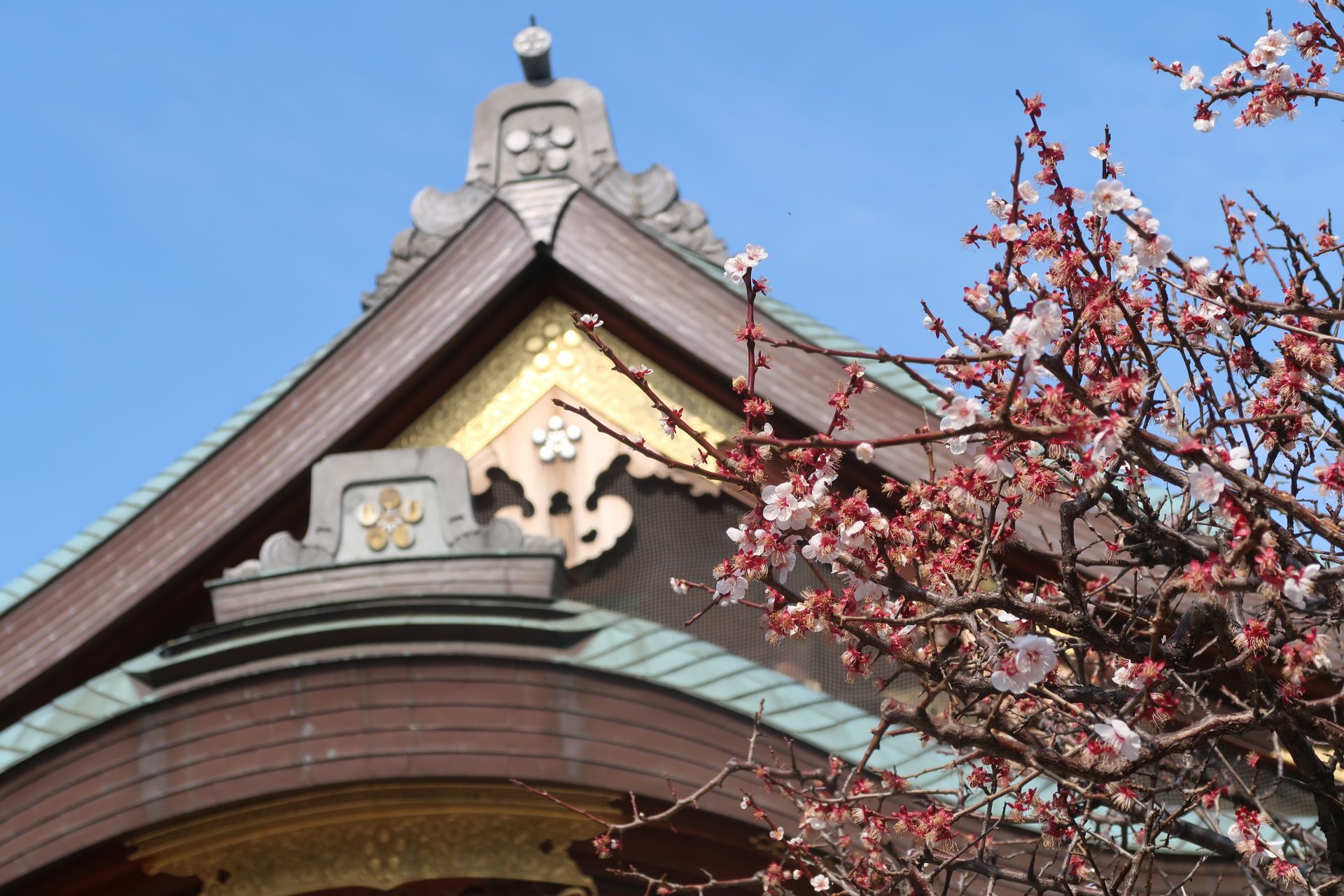 Japanese apricot and main building Yushima shrine