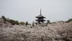 京都　仁和寺　Ninnaji temple 2022.04.11