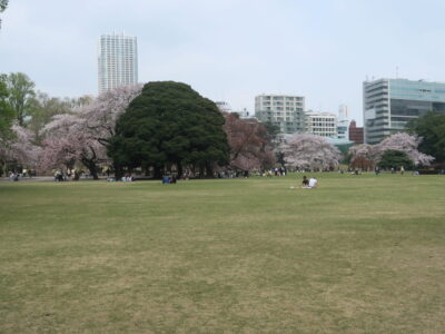 Spriing in Shinjuku gyoen garden