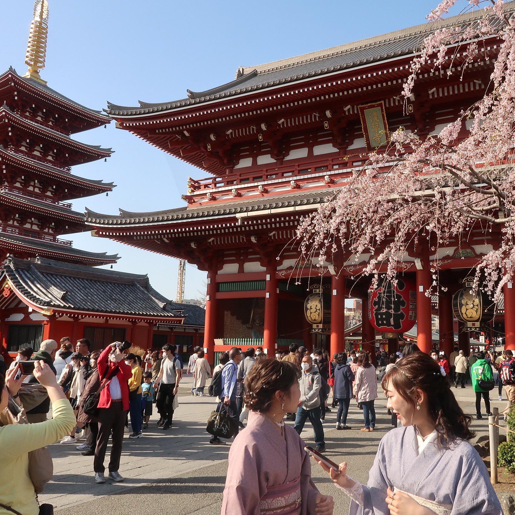 Cherry in Sensouji temple