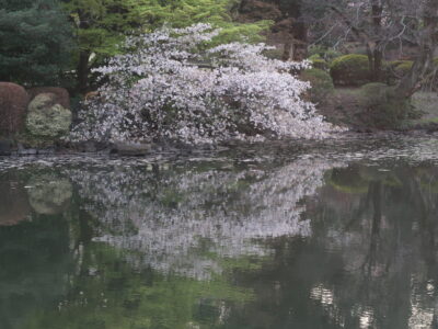 Cherry in Shinjuku gyoen