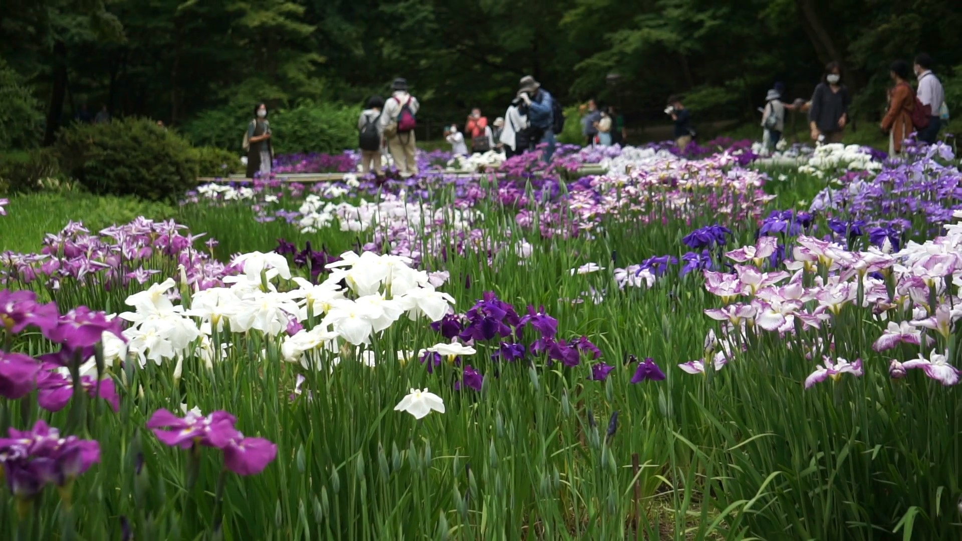 Irisi Meijishrine