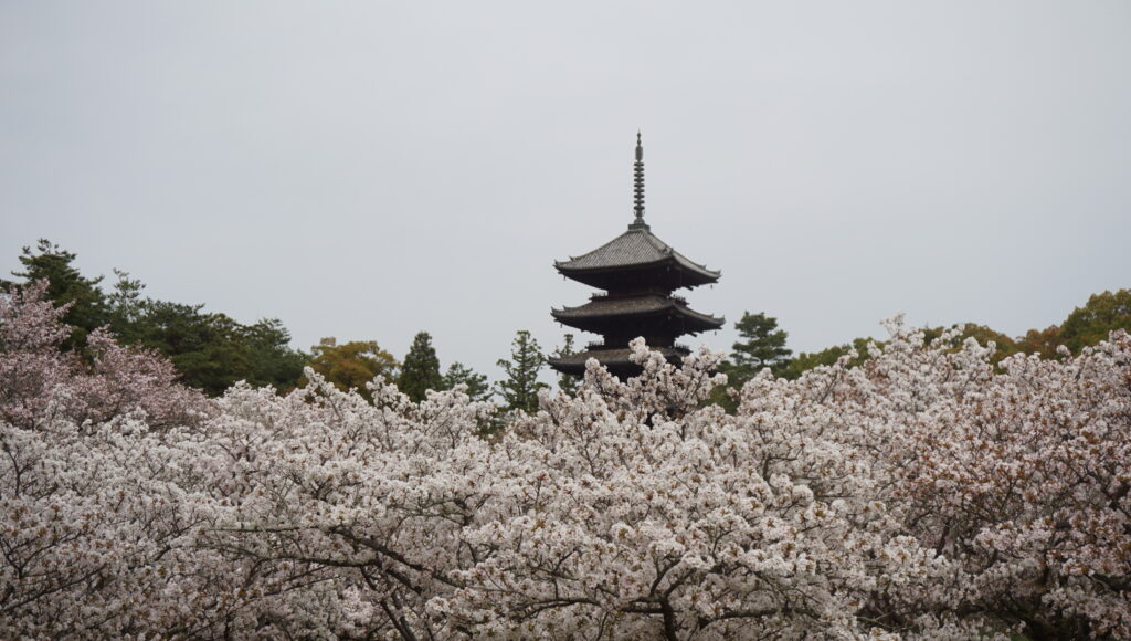 ninnaji temple