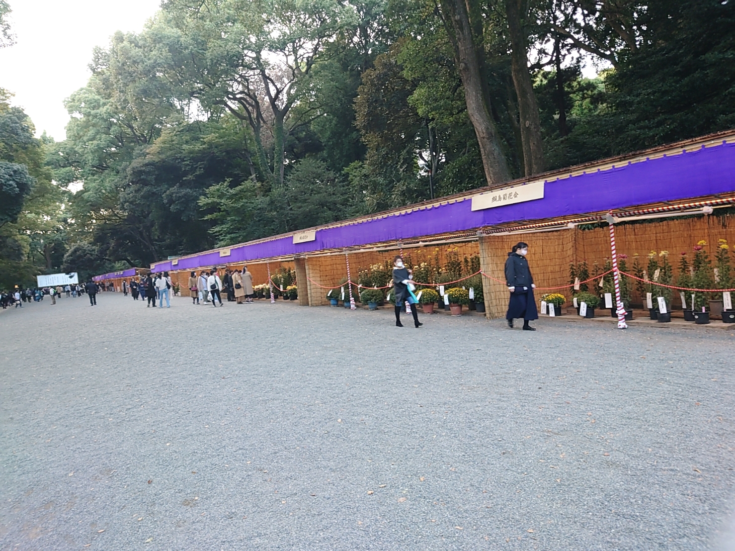 Chrysamtimum Meiji shrine