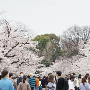 11. Hopping of gardens for Cherry blossom viewing