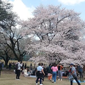 Cherry in Shinjuku gyoen garden