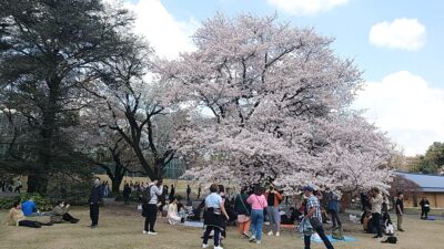 Cherry in Shinjuku gyoen garden