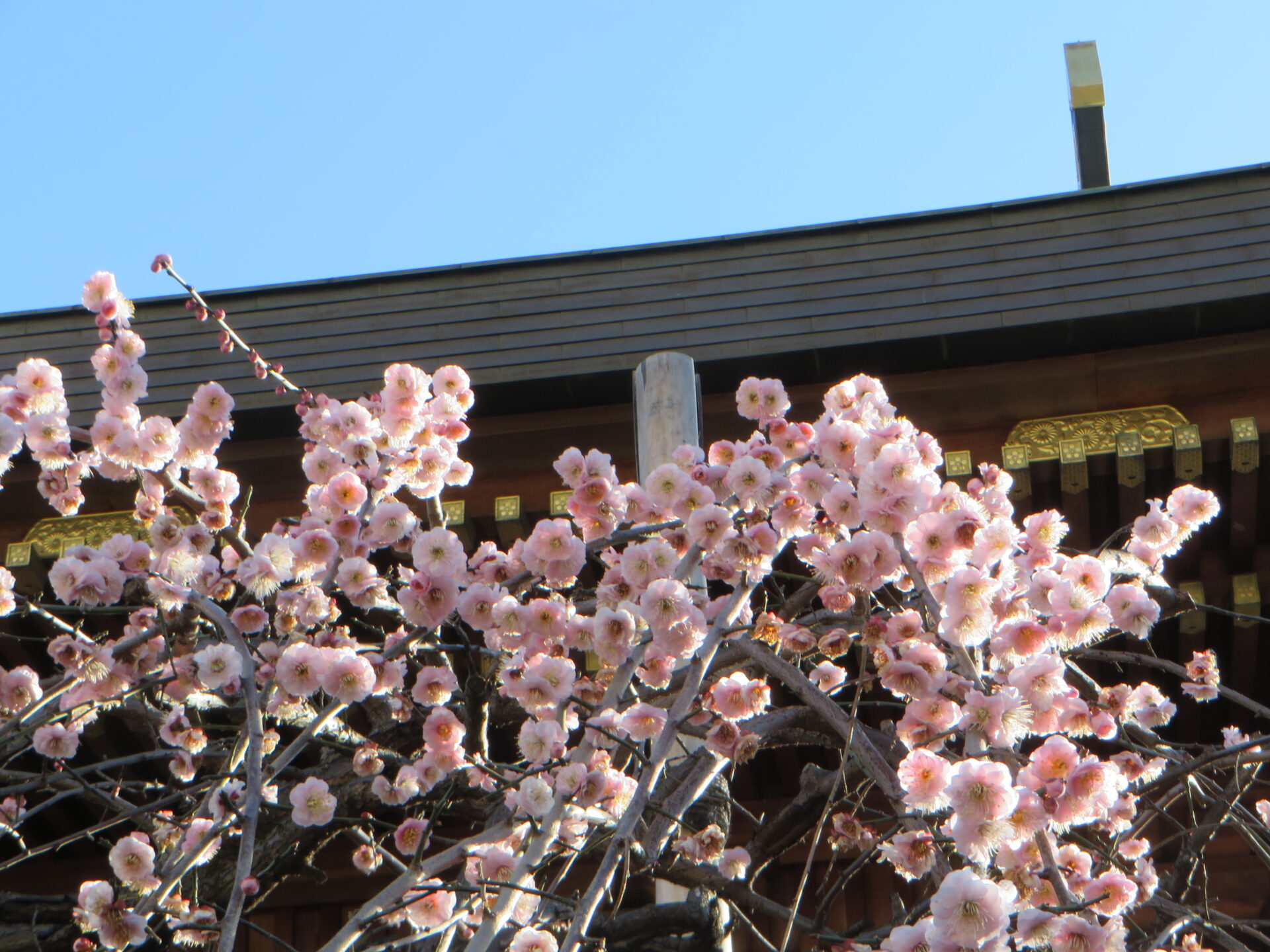 Yushima shrine